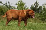 DOGUE DE BORDEAUX 320